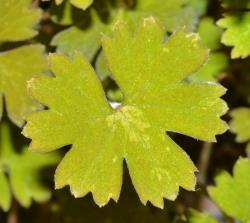 Image: P.B. Heenan © Landcare Research 2014 